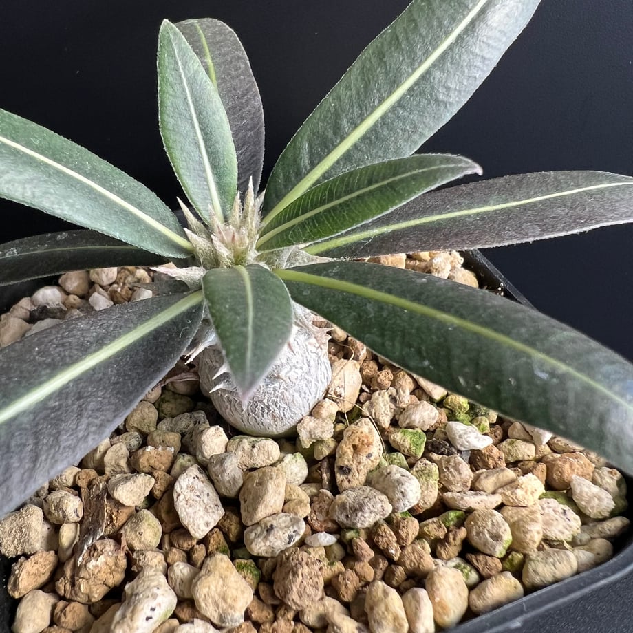 674e50a2f55a3002829acd2a