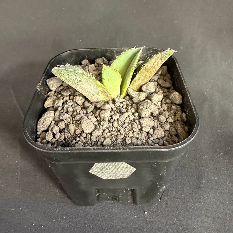 アガベ チタノタ 麻花龍（まかりゅう） | HANDS PLANTS