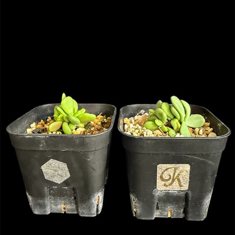 b*5様 ケラリアピグマエア　2株セット ケラリアピグマエア | STORES