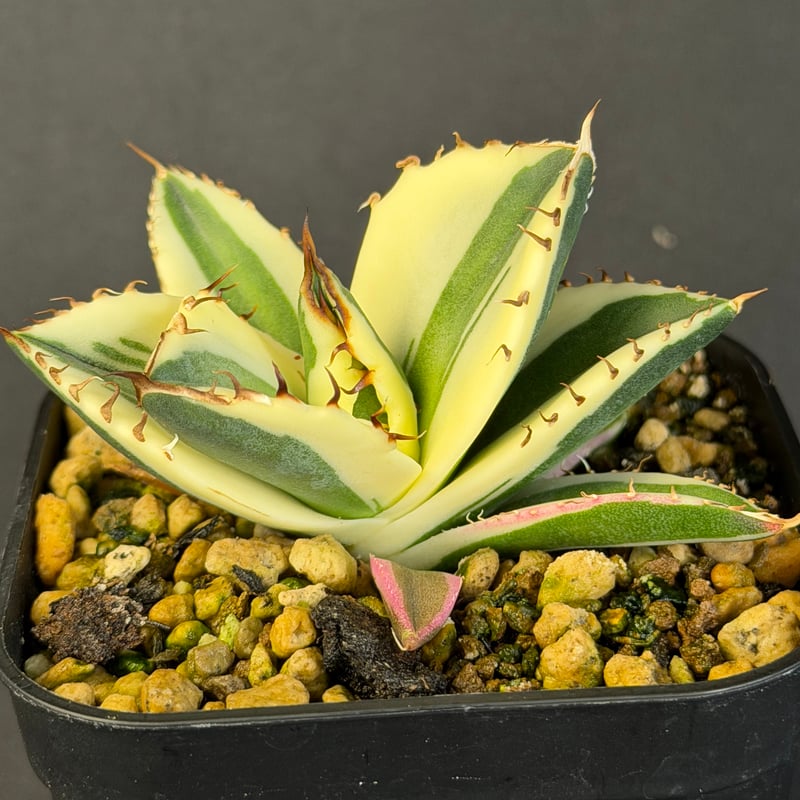 アガベ チタノタ スナグルトゥース 9023 t | HANDS PLANTS