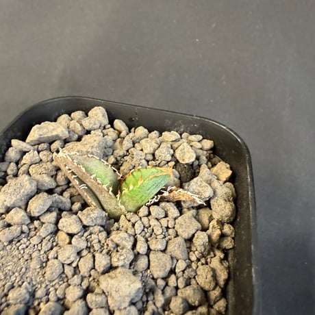 アガベ チタノタ   氷雹（ひょうひょう)子株 Ⅸ