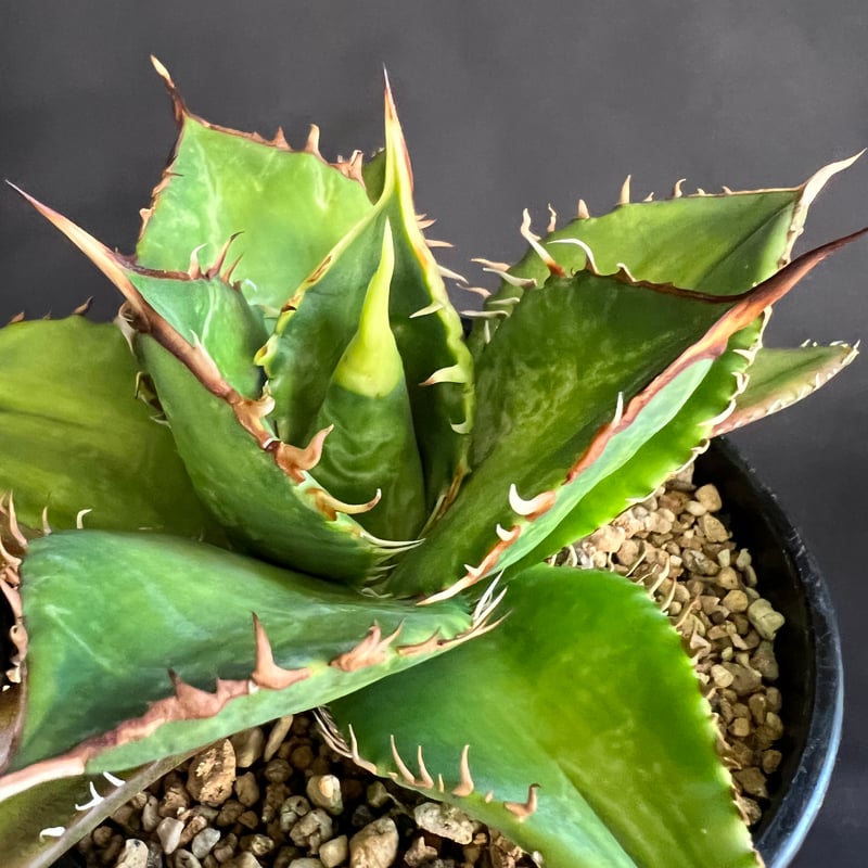 アガベ剣竜2頭ハビタットスタイル アガベ剣竜2頭ハビタットスタイル