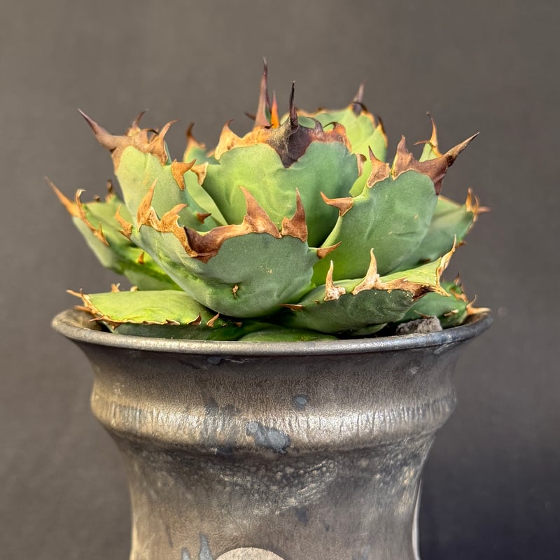 アガベチタノタ 姫厳竜 鉢65 | HANDS PLANTS