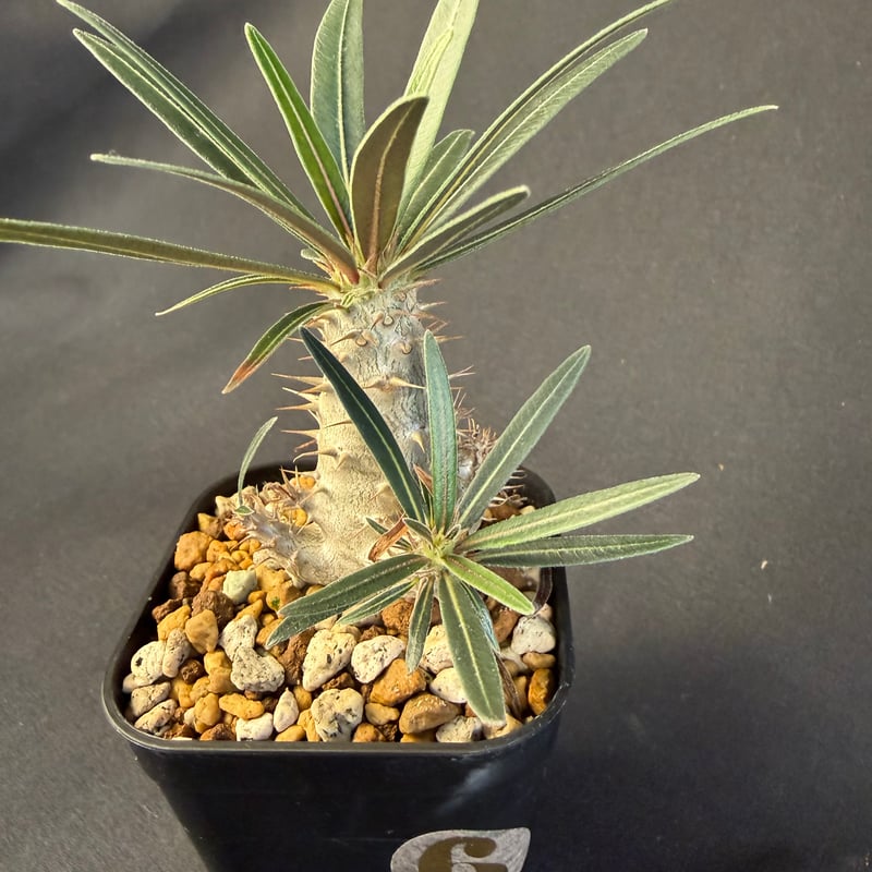 グラキリス 実生 13 g | HANDS PLANTS