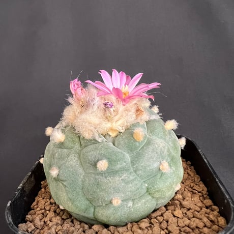 サボテン🌵ロフォフォラ銀冠玉　②