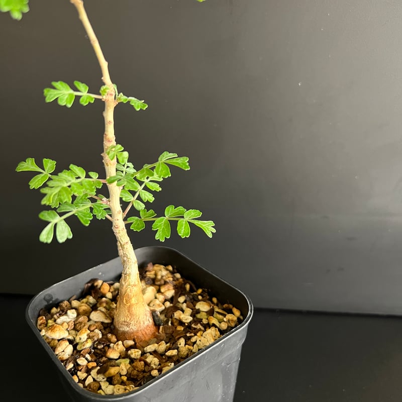 パキコルムス ディスカラー (象の木) H | HANDS PLANTS