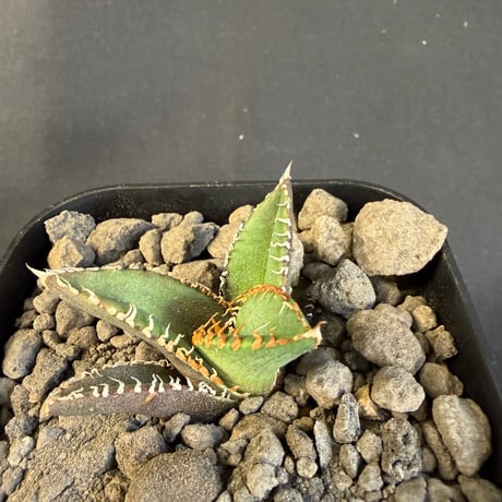 アガベ チタノタ 鰐亀（ワニガメ）子株 ③
