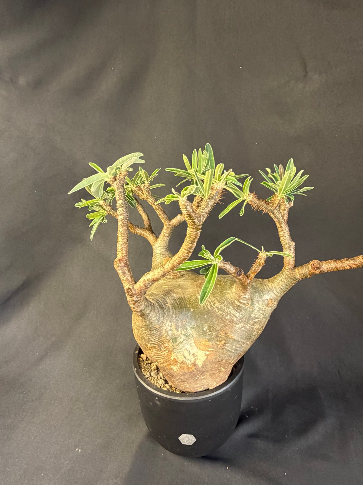 パキポディウムグラキリス 現地株 発根済 大株m298 | HANDS PLANTS