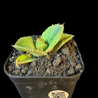 アガベチタノタ　蚩尤（しゆう）子株　⑤