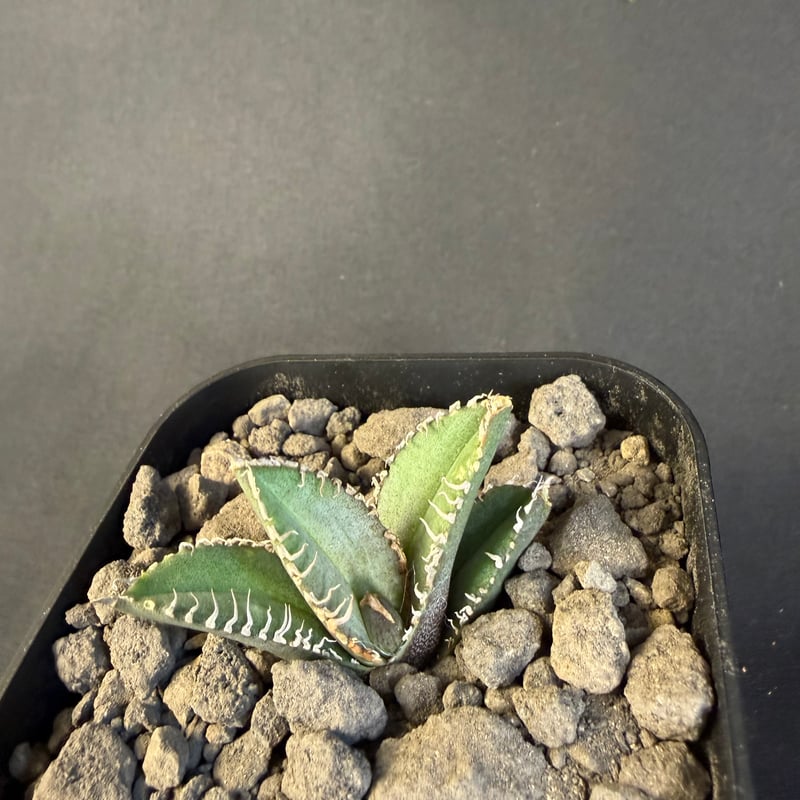 アガベ チタノタ 鰐亀（ワニガメ）子株 | HANDS PLANTS