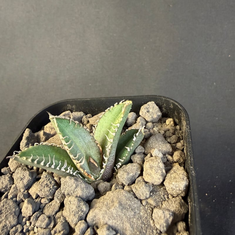 アガベ チタノタ 鰐亀（ワニガメ）子株 | HANDS PLANTS