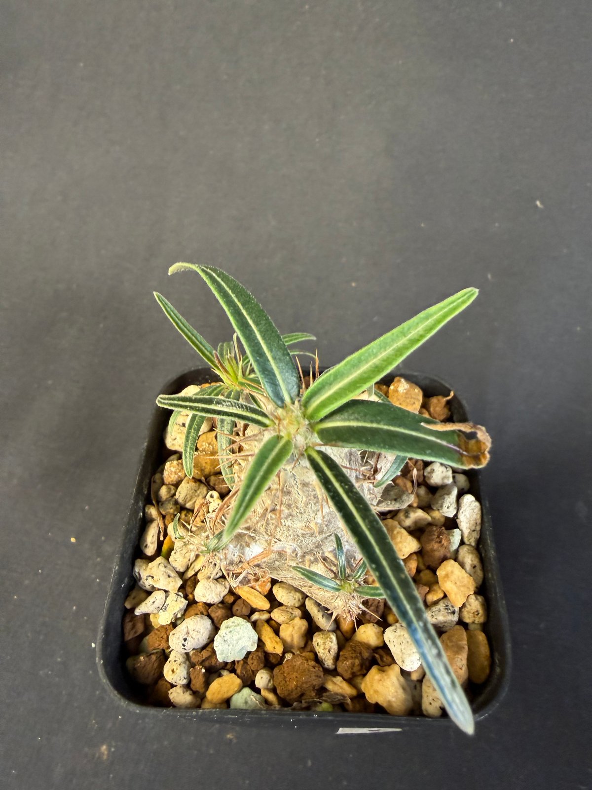 グラキリス　実生　13 グラキリス 実生 13 ny | HANDS PLANTS