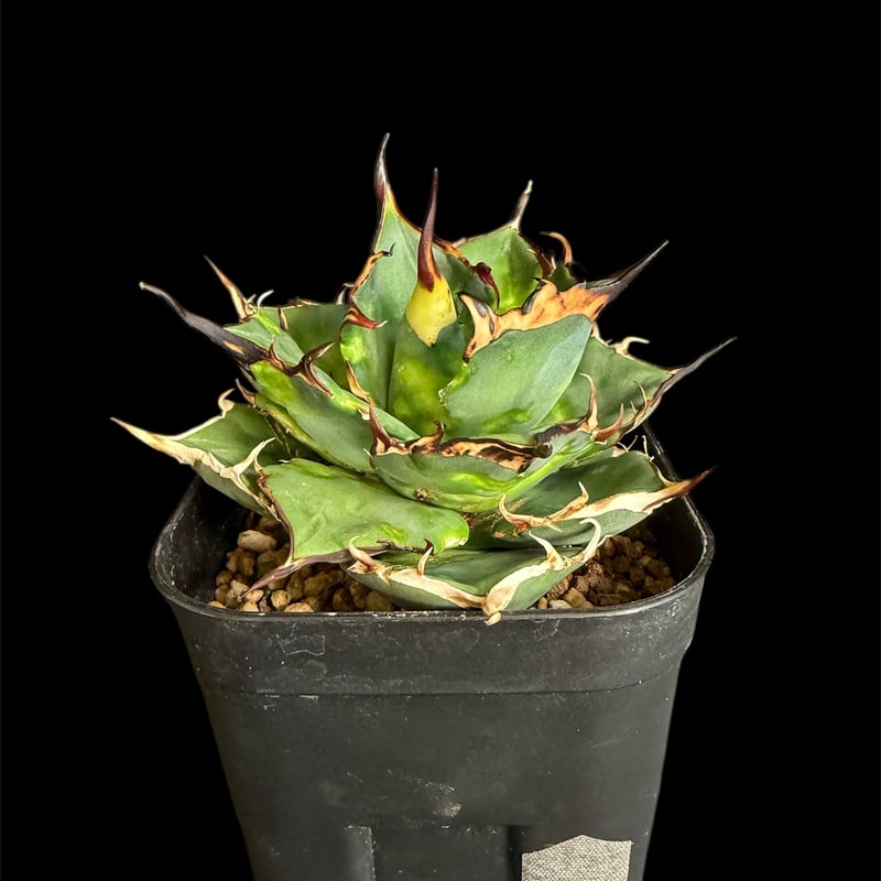 アガベ チタノタ ハデス 黒帝斯 105L28 | HANDS PLANTS