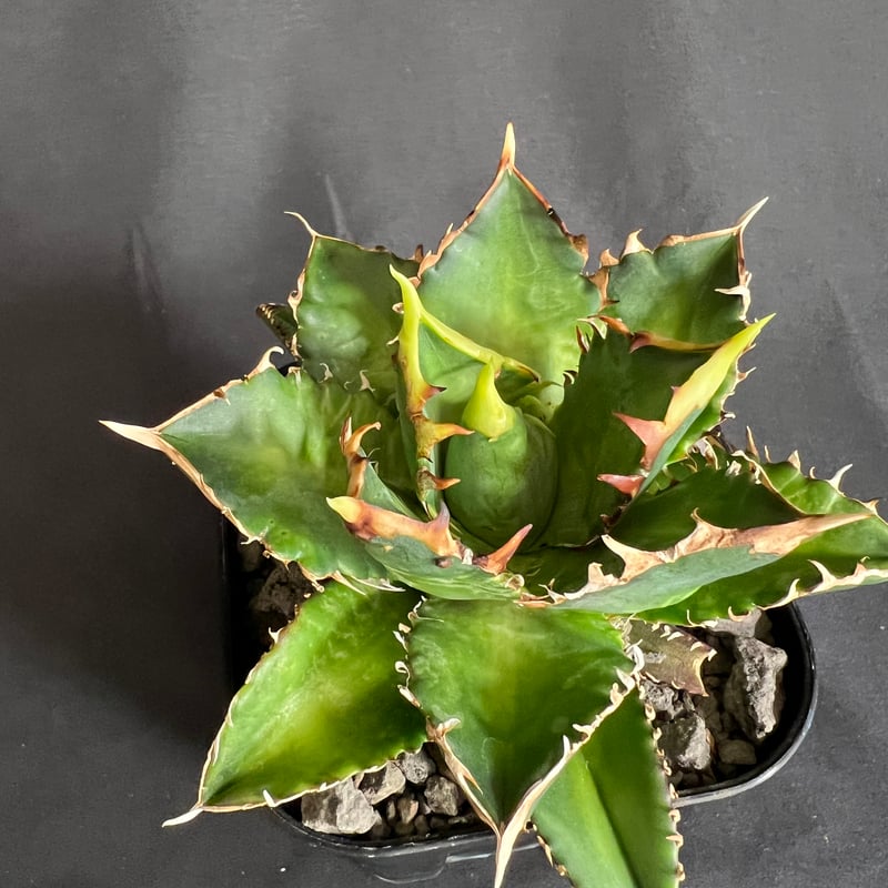 アガベ チタノタ レッドキャットウィーズル | HANDS PLANTS