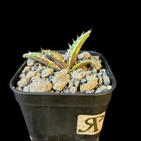 アガベ　チタノタ　白鯨錦　⑥