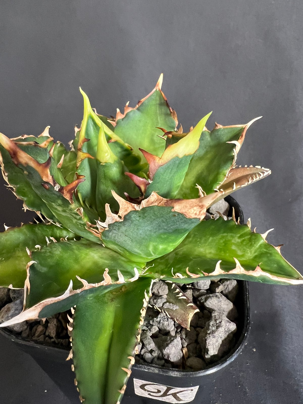 アガベ チタノタ レッドキャットウィーズル | HANDS PLANTS