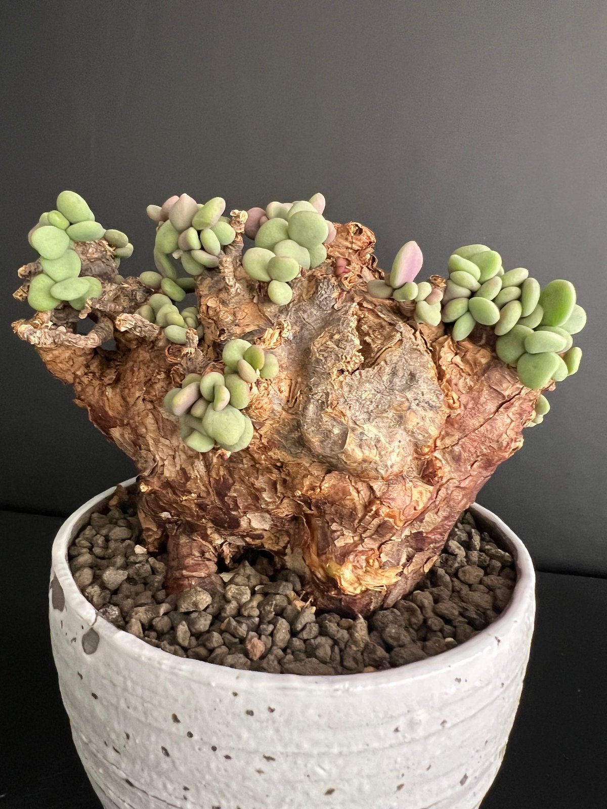 高評価なギフト ケラリアピグマエア 現地株 PLANTS HANDS | b5 発根済 塊根植物・コーデックス