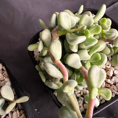 ケラリアピグマエア実生　2株SET 大