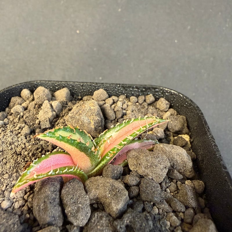 アガベ チタノタ 白豪刺中斑錦明錦 | HANDS PLANTS
