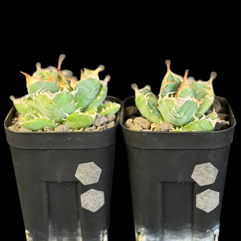 アガベ・チタノタ「魔丸」2株SET 10549 | HANDS PLANTS