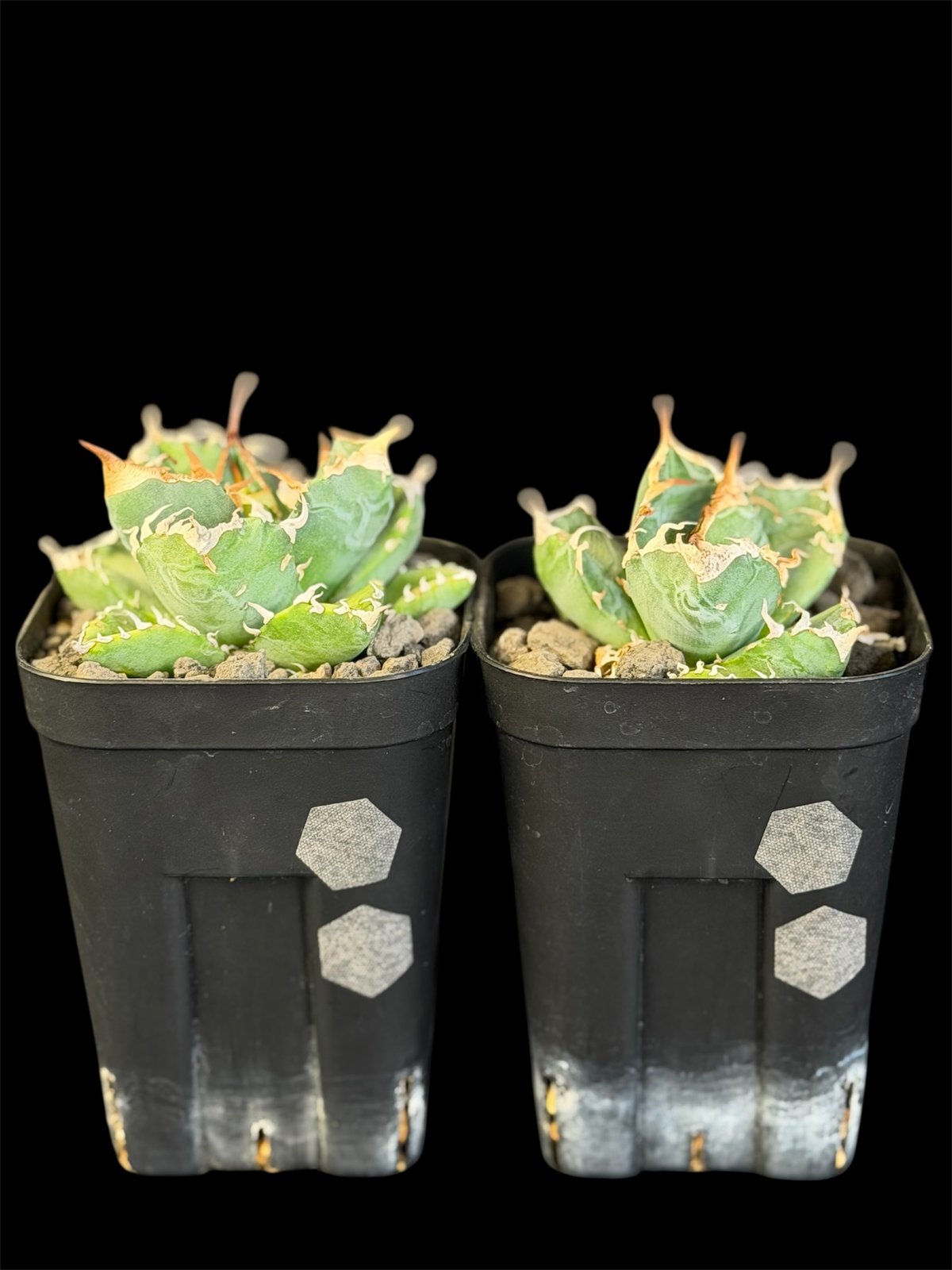 アガベ・チタノタ「魔丸」2株SET 10549 | HANDS PLANTS