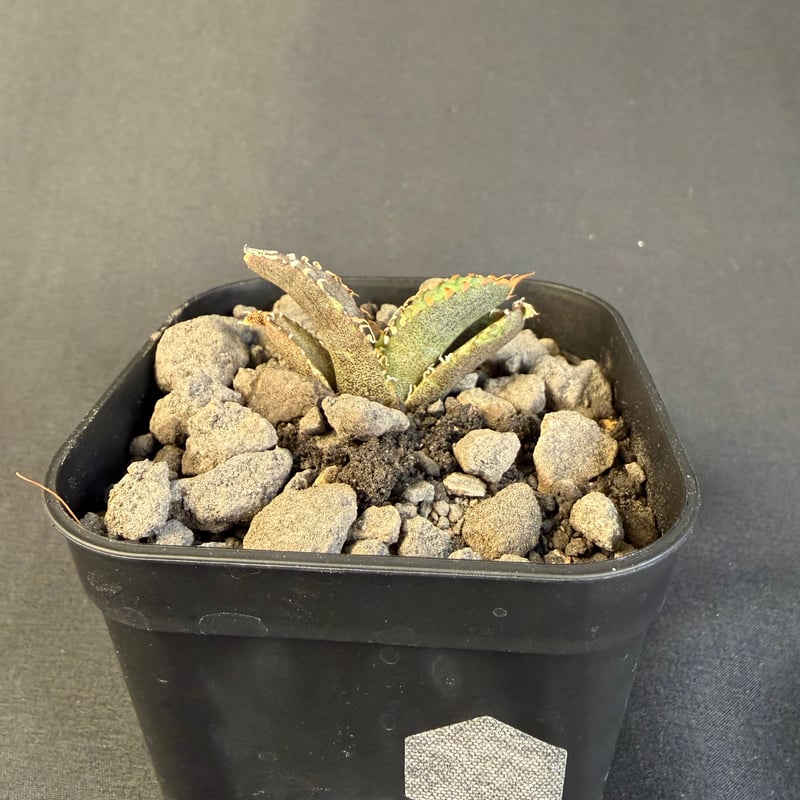 アガベ チタノタ 氷雹（ひょうひょう)子株 ⑦ | HANDS PLANTS