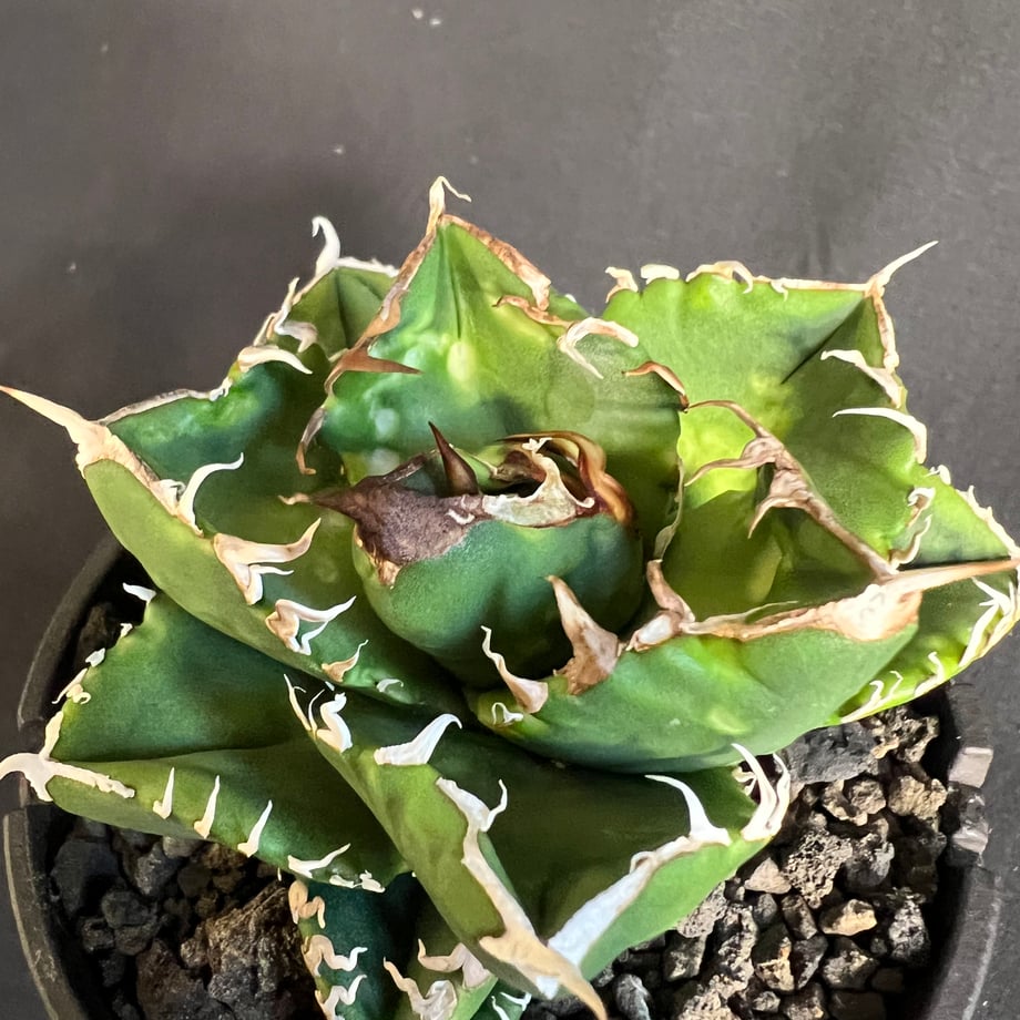 68ccd8b19c8b6200f3c28522