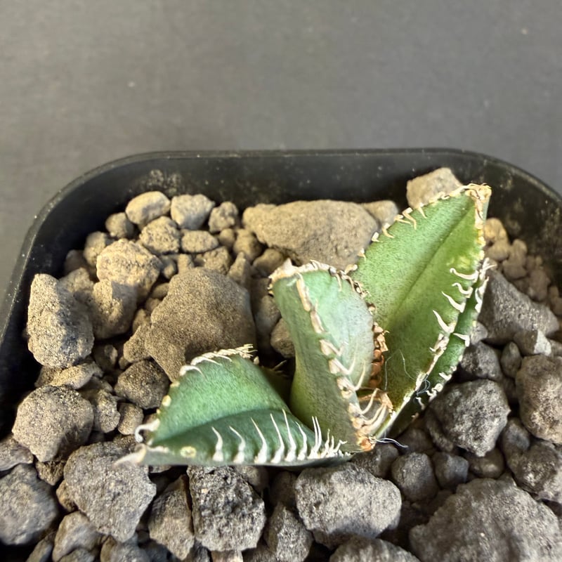 アガベ チタノタ 鰐亀（ワニガメ）子株 | HANDS PLANTS