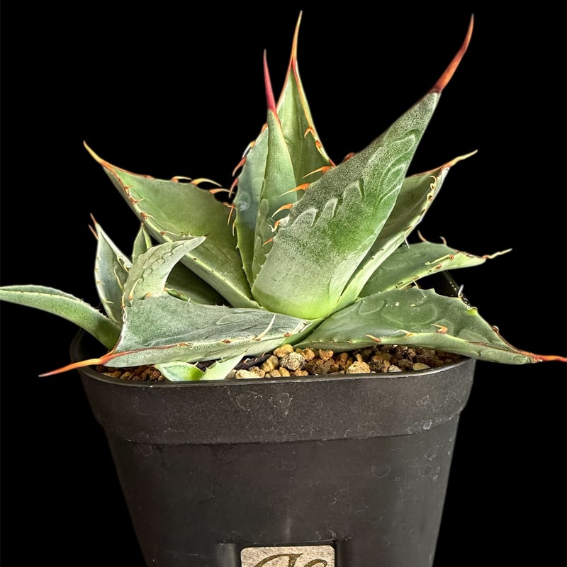 アガベ・パラサナ B | HANDS PLANTS