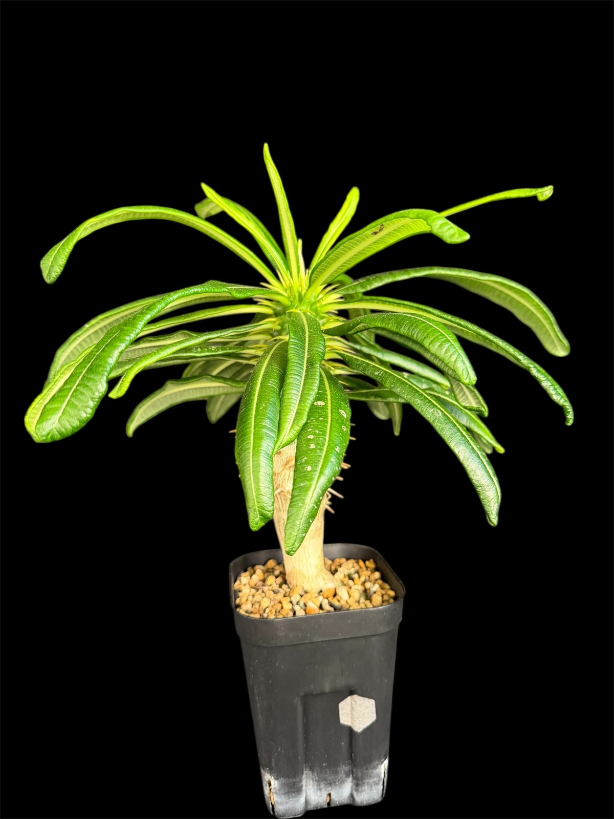 パキポディウム・アンボンゲンセ実生 k88 | HANDS PLANTS