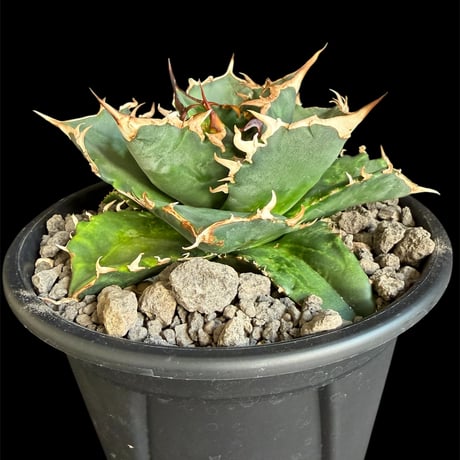 アガベ夕映 | STORES