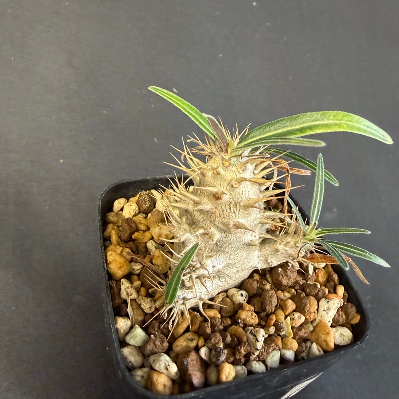 タイムセール　国内実生　グラキリス良型 グラキリス 実生 13 j | HANDS PLANTS