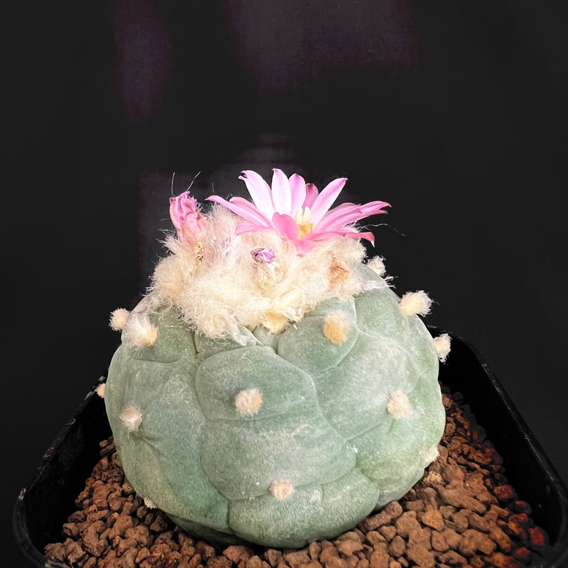 ロフォフォラ 銀冠玉群生 サボテン サボテン🌵ロフォフォラ銀冠玉 ② | HANDS PLANTS