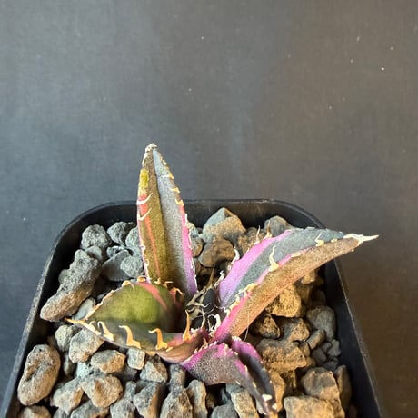 アガベ　チタノタ　白鯨錦　⑦