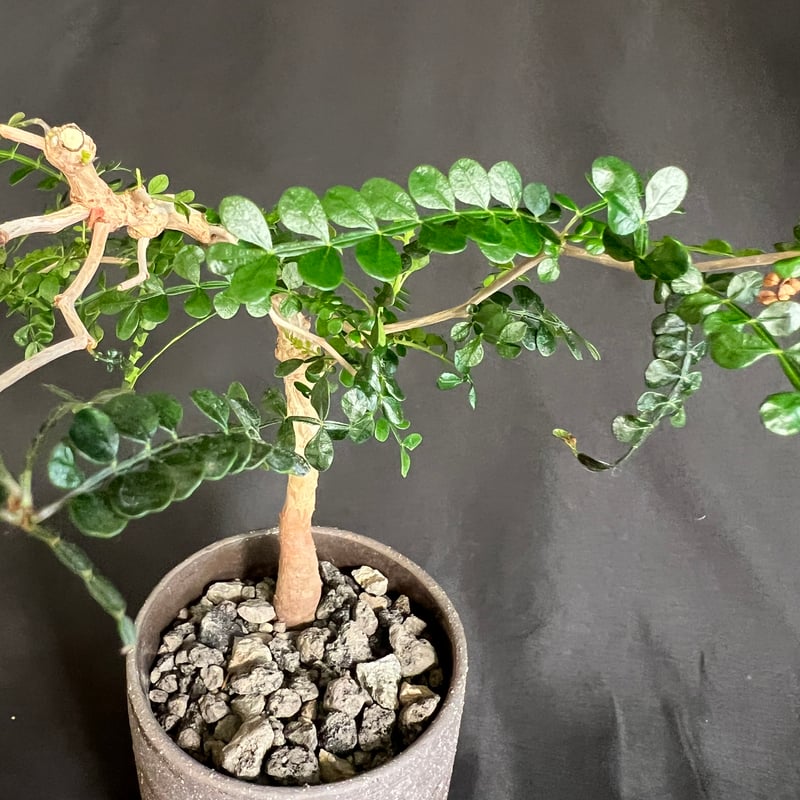 オペルクリカリア　パキプス　実生　9年目　陶器鉢 オペルクリカリア パキプス 9年目の実生株 陶器鉢付き 31. オペルクリ