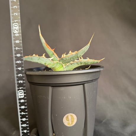 アガベ　キシロカナンサ　5号