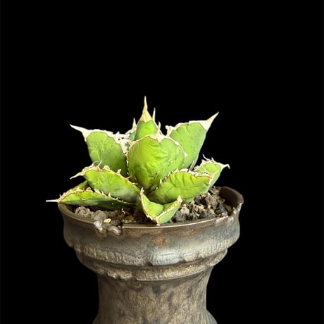 アガベ狼人 | STORES