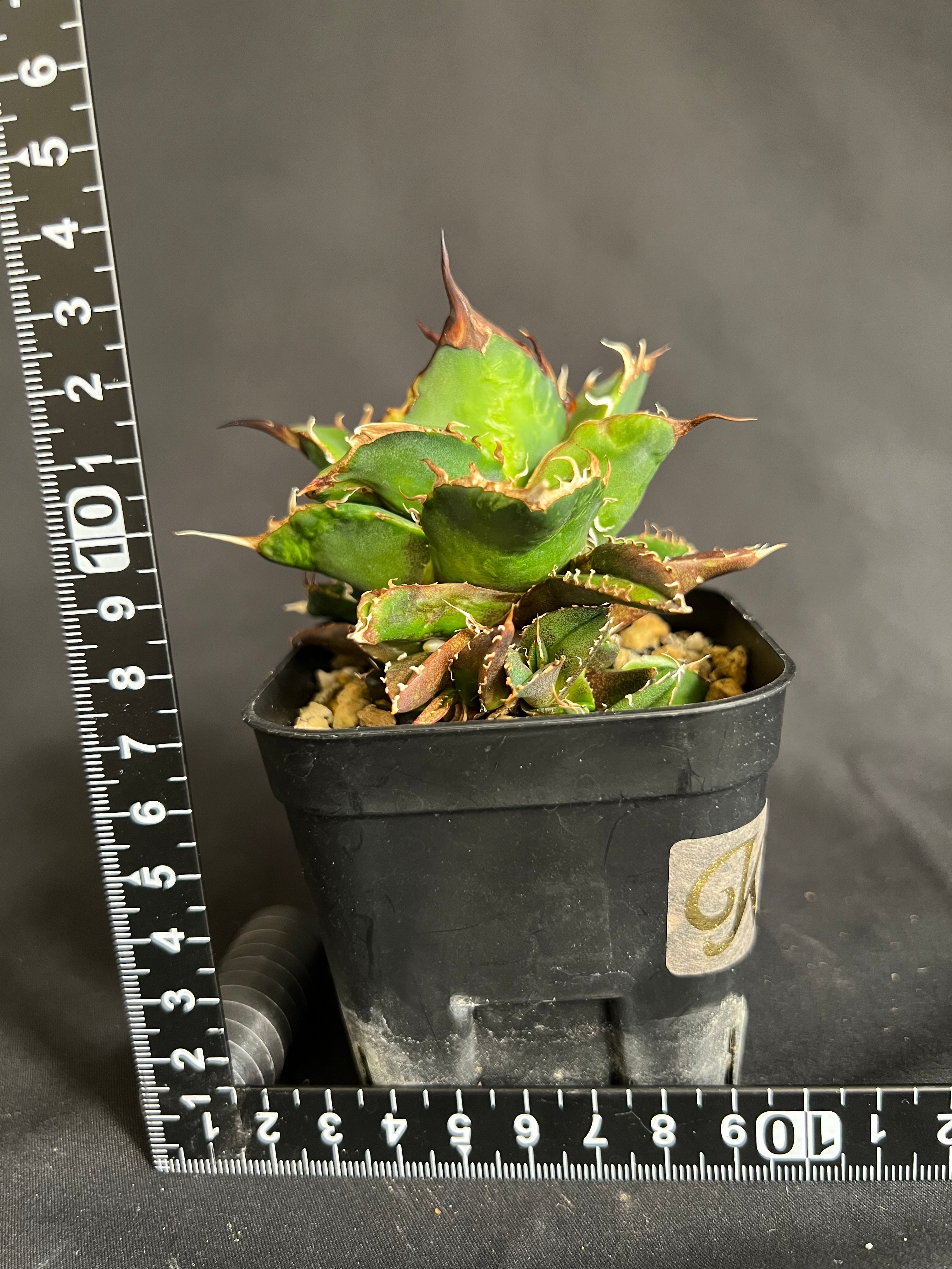 アガベ チタノタ ハデス子株いっぱい | HANDS PLANTS