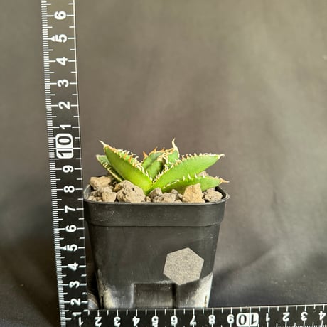 アガベ　チタノタ　ホオジロザメ  ⑦