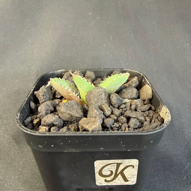 アガベチタノタ 星空（ほしぞら）子株 ⅶ | HANDS PLANTS