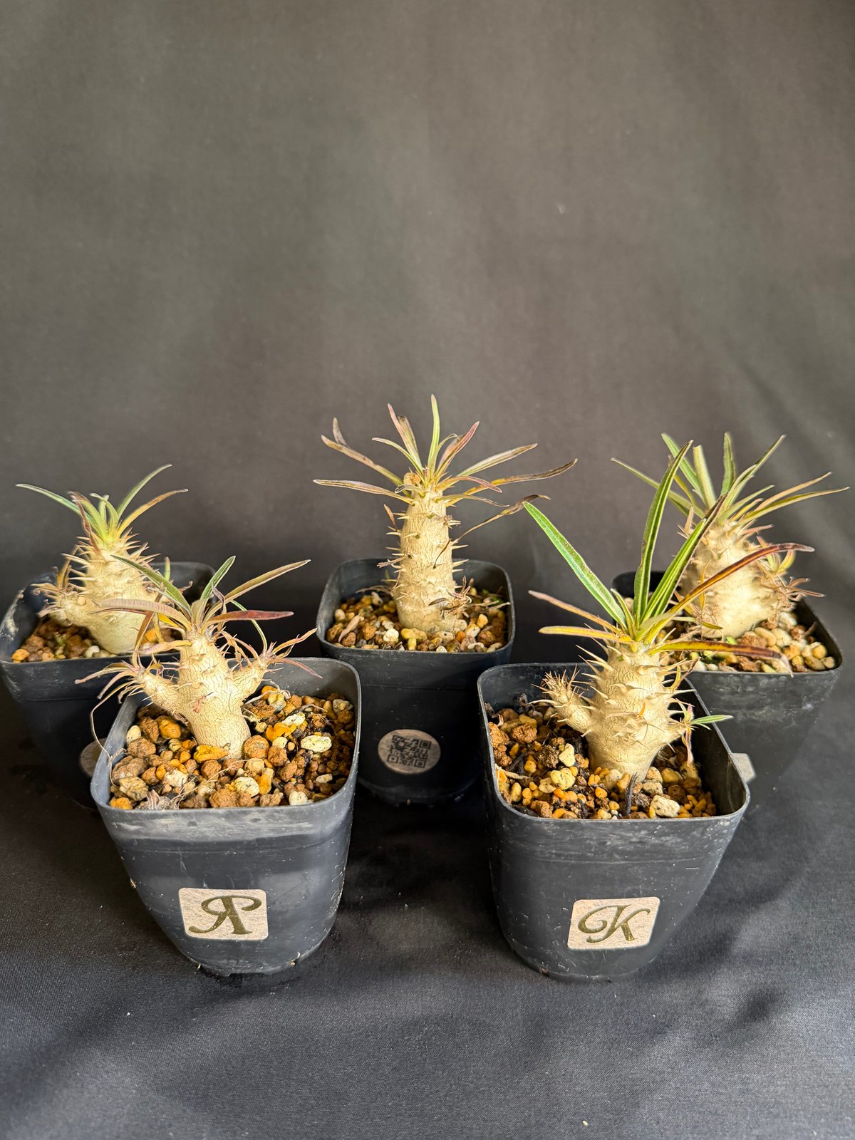 グラキリス 実生 5株セット ②G | HANDS PLANTS