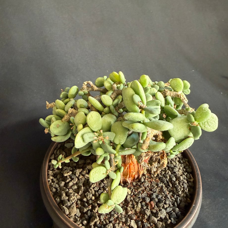 673ec5ed7f5ecd067d140529