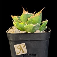 アガベ　南アフリカダイヤモンド  30Ｏ