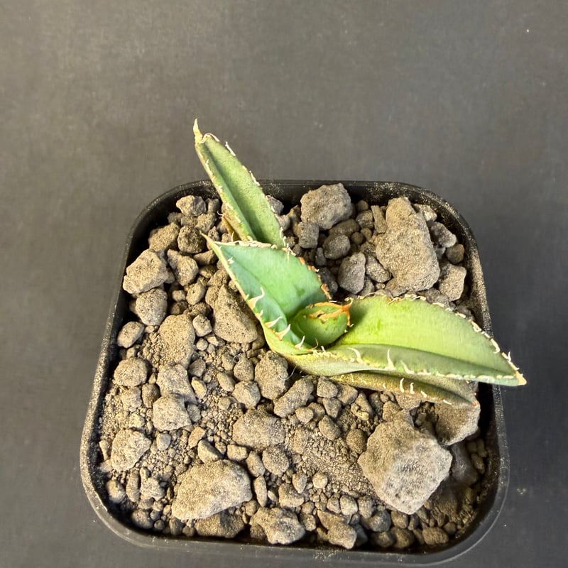 アガベ チタノタ 麻花龍（まかりゅう) 10 | HANDS PLANTS