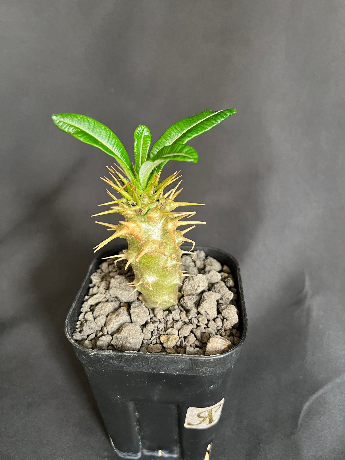 パキポディウム・アンボンゲンセ実生 ④ | HANDS PLANTS