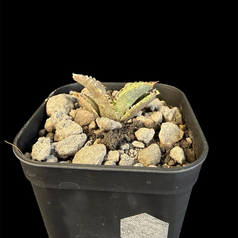 アガベ チタノタ 氷雹（ひょうひょう)子株 ⑦ | HANDS PLANTS