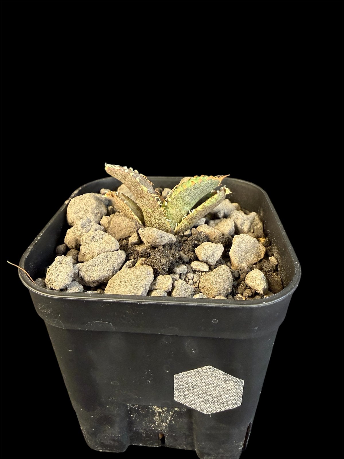 アガベ チタノタ 氷雹（ひょうひょう)子株 ⑦ | HANDS PLANTS