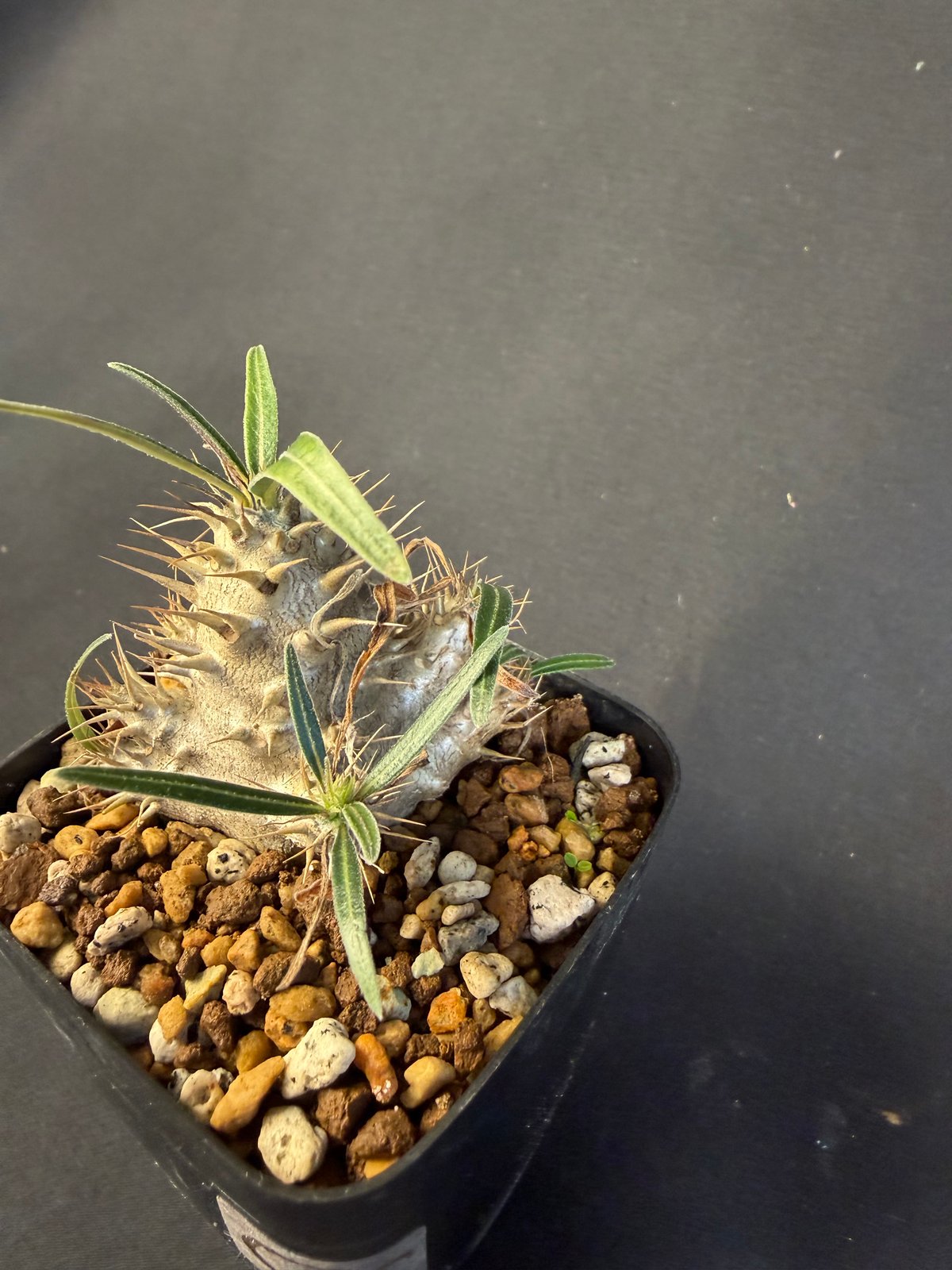 グラキリス 実生 13 c | HANDS PLANTS