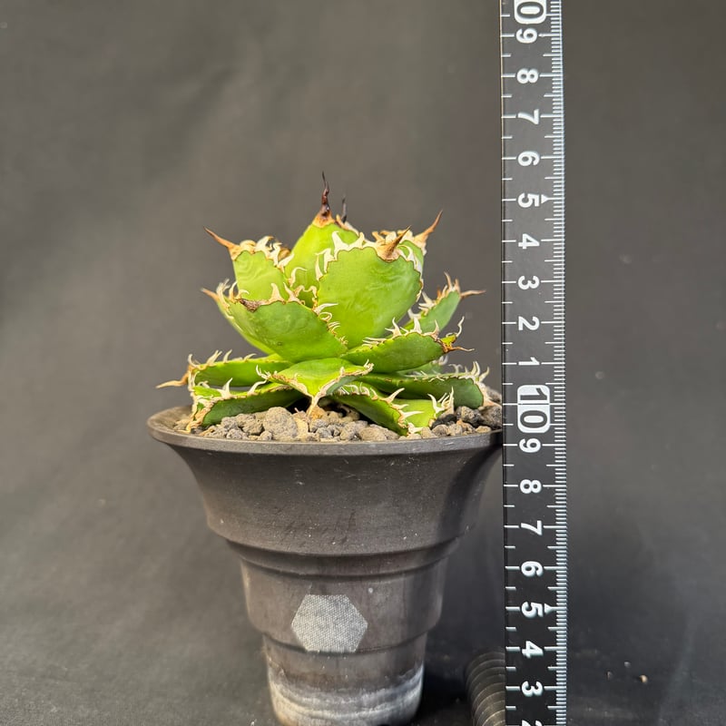 アガベ フィリグリー(圓葉拇指) 陶器鉢58 | HANDS PLANTS