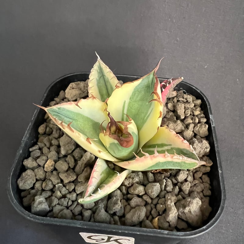 アガベチタノタスナグルトゥース アガベ チタノタ スナグルトゥース Agave titanota Snaggle Tooth